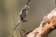 chaffinch flight.jpg