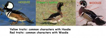 HoodieWoodie.jpg