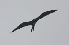 5.GreatFrigateBird.JPG