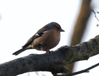 chaffinch.jpg