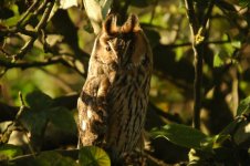 Long- eared Owl 001_resize.JPG