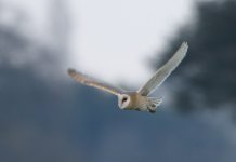 Dark-breasted Barn Owl_Wacton_2008_03_27.jpg