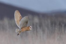 Dark-breasted Barn Owl_Wacton_2008_03_27_a.jpg