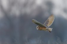 Dark-breasted Barn Owl_Wacton_2008_03_27_b.jpg