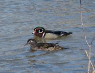 Wood ducks.jpg