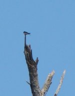 Tree swallow.jpg