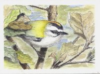 Web Firecrest2.jpg