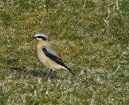 Wheatear-web.jpg