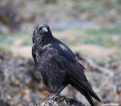 carrion crow 8f.jpg