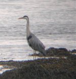 Heron Cest 22-5-8.jpg