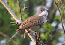 2.WhiteThroat.JPG