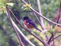 Eastern Towhee2.jpg