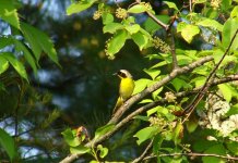 Common Yellowthroat.jpg