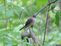 Wood-pewee.jpg