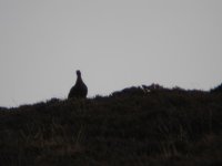 60redgrouse.jpg