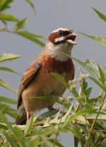 3.MeadowBunting.JPG