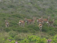 DS sika deer, Arne 020608 3.jpg