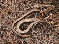 DS slow-worm, Arne 020608 2.jpg