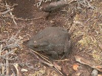 DS toad, Arne 020608  1.jpg