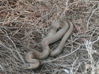 DS smooth snake, Arne 020608 1.jpg