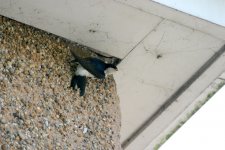 House-martin.jpg