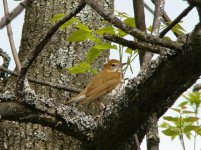 Wood Thrush.jpg