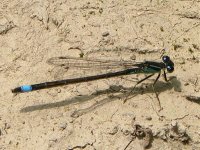 blue tail damel fly may 08.jpg