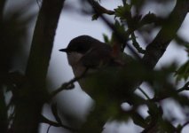 2.LesserWhitethroat.JPG