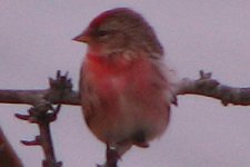 redpoll-17-4-08.jpg