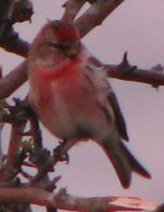 redpoll2-17-4-08.jpg