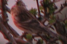 redpoll3-17-4-08.jpg