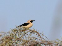 L1180398_Black-eared Wheatear.jpg