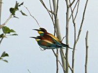 L1180457_Bee-eater.jpg