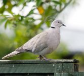 dove-500-f8.jpg