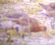 Banded Godwit1,.JPG