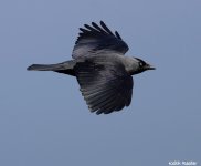 jackdaw4f.jpg