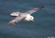 fulmar5f.jpg