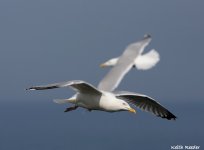 herring gull2f.jpg