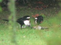 DS magpie2 on woody carcase 290608 2.jpg