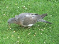 DS woodpigeon juv on grass 300608 2_1.jpg