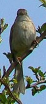 whitethroated.jpg