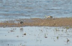 Little stint.jpg