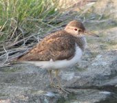 Common Sandpiper IMG_1761 trim_1.jpg