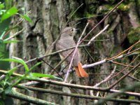 redstart female kennemer.jpg