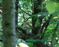 Wood Thrush1.jpg