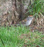 Chipping Sparrow #1.jpg