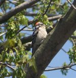 Downey Woodpecker #1.jpg