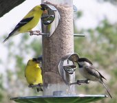 Gold Finches & Black-capped Chickadee #1.jpg