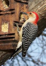 Red-Bellied Woodpecker - 3-20-08 .jpg