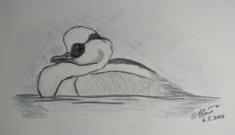 smew_elis3.JPG